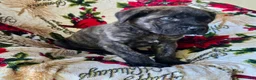 English Mastiff dogs for sale: Duke ❤️AKC 🐾 Ready to go home - Ad 4