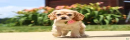 Cocker Spaniel dogs for sale: Pearl - Ad 3