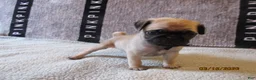 Pug dogs for sale: Pug Puppy 4 - Ad 5