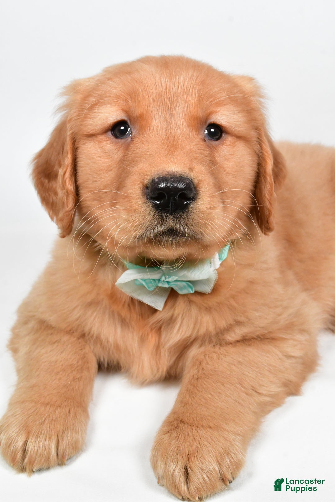 Golden Retriever dogs for sale: Charlie - Ad 5