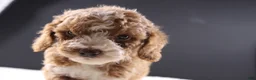 Mini Goldendoodle dogs for sale: Paislee - Ad 14