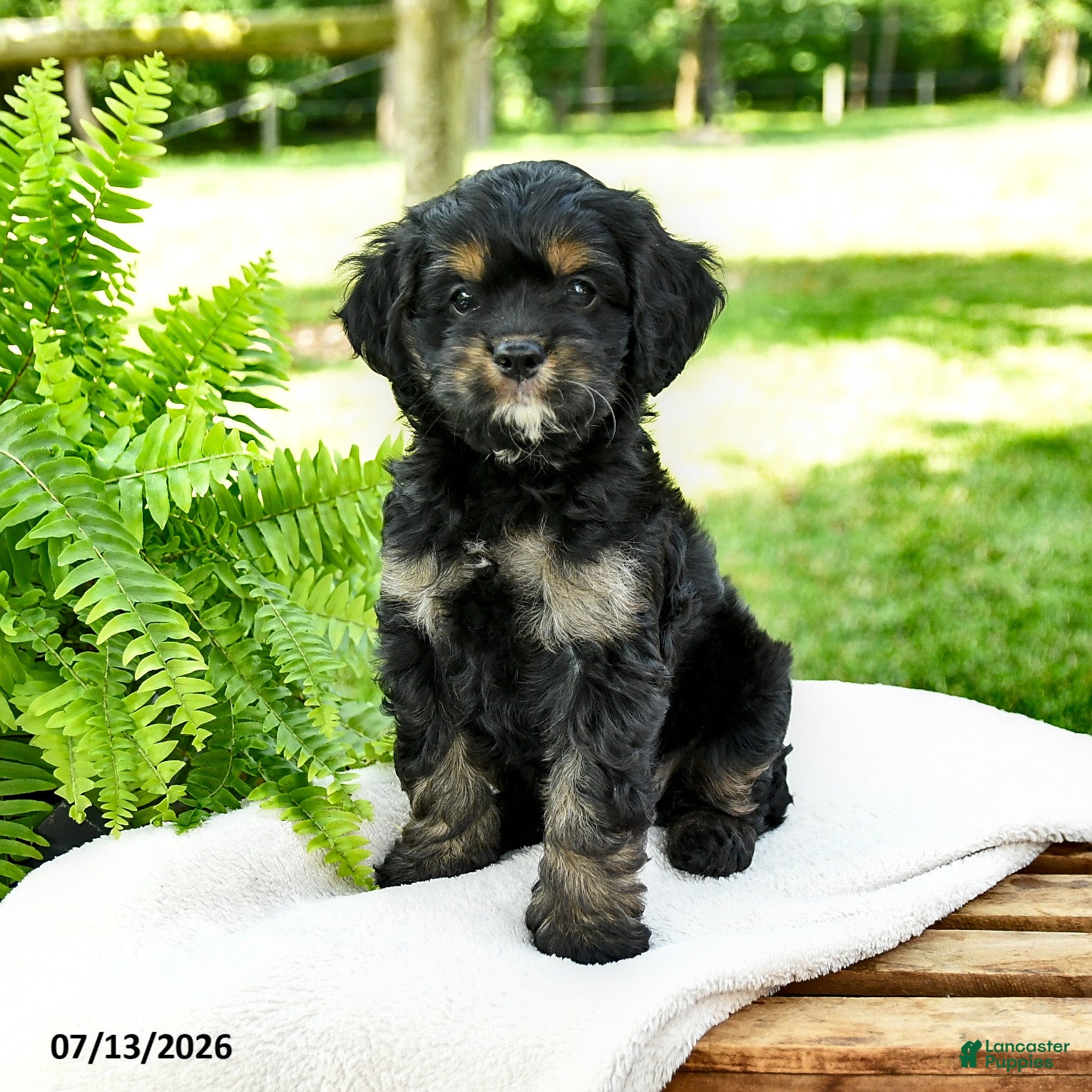 Cockalier dogs Licorice - Ad 1