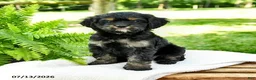 Cockalier dogs for sale: Licorice - Ad 1