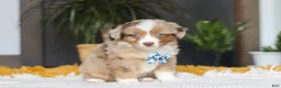 Australian Shepherd dogs for sale: Bindi - Ad 2
