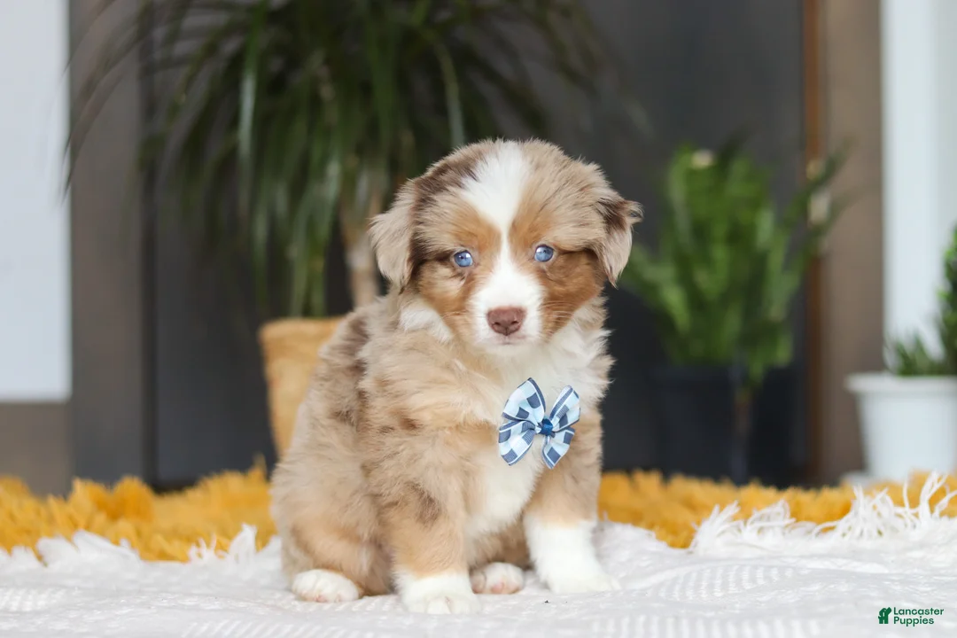 Australian Shepherd dogs for sale: Bindi - Ad 2