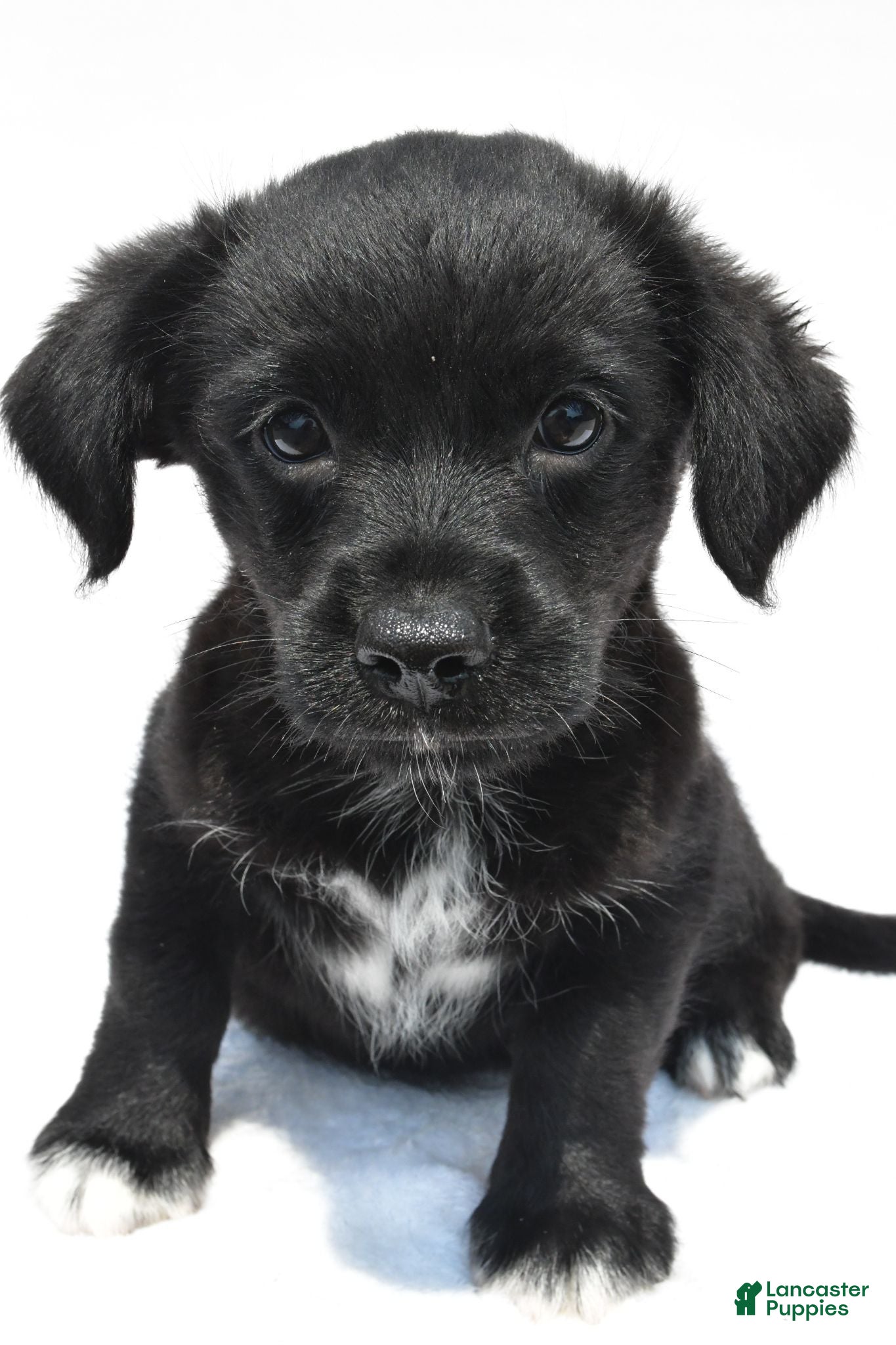 Mixed Breed dogs Kyle - Ad 2