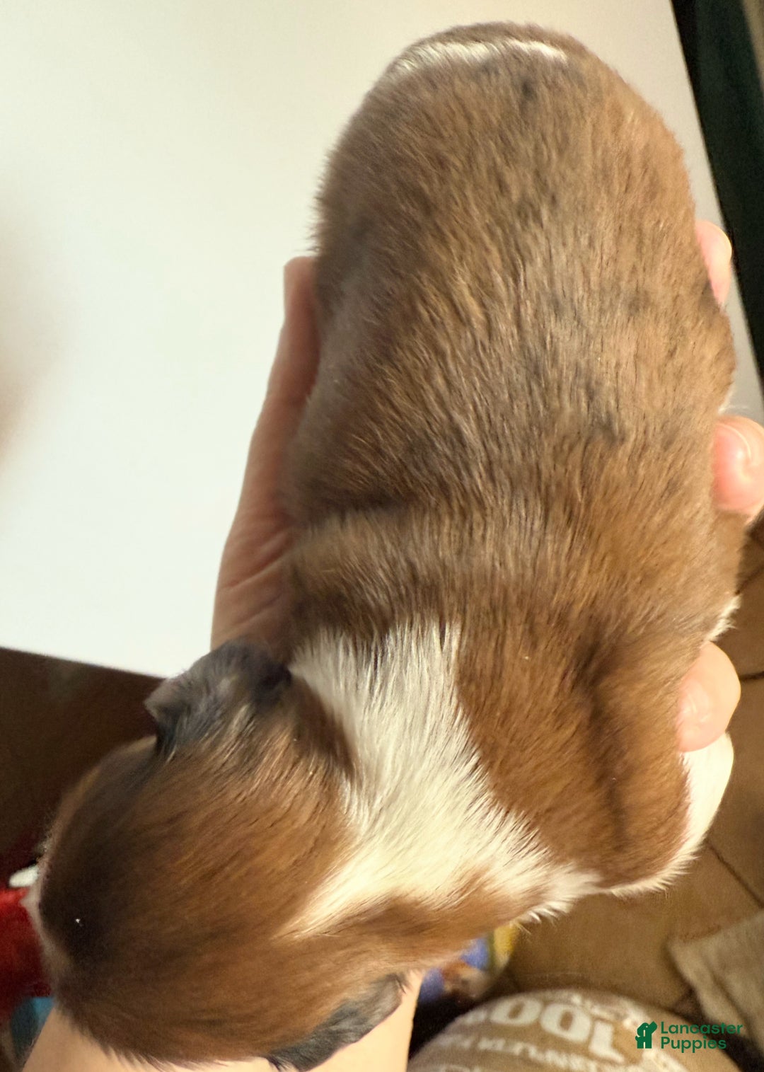 Miniature Dachshund dogs for sale: Miniature Dachshund LH boy - Ad 3