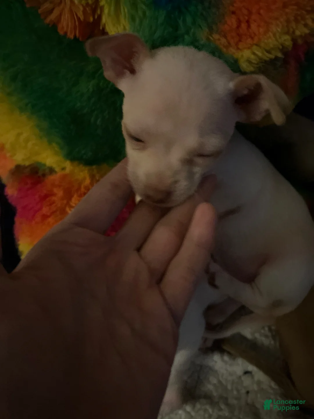 Gallery Image {{count}}