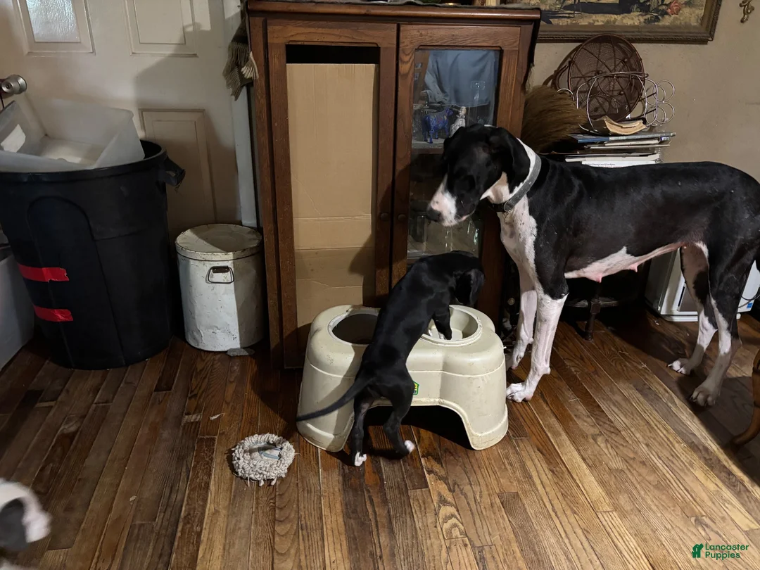 Mixed Breed dogs for sale: Baby 2 - Ad 2
