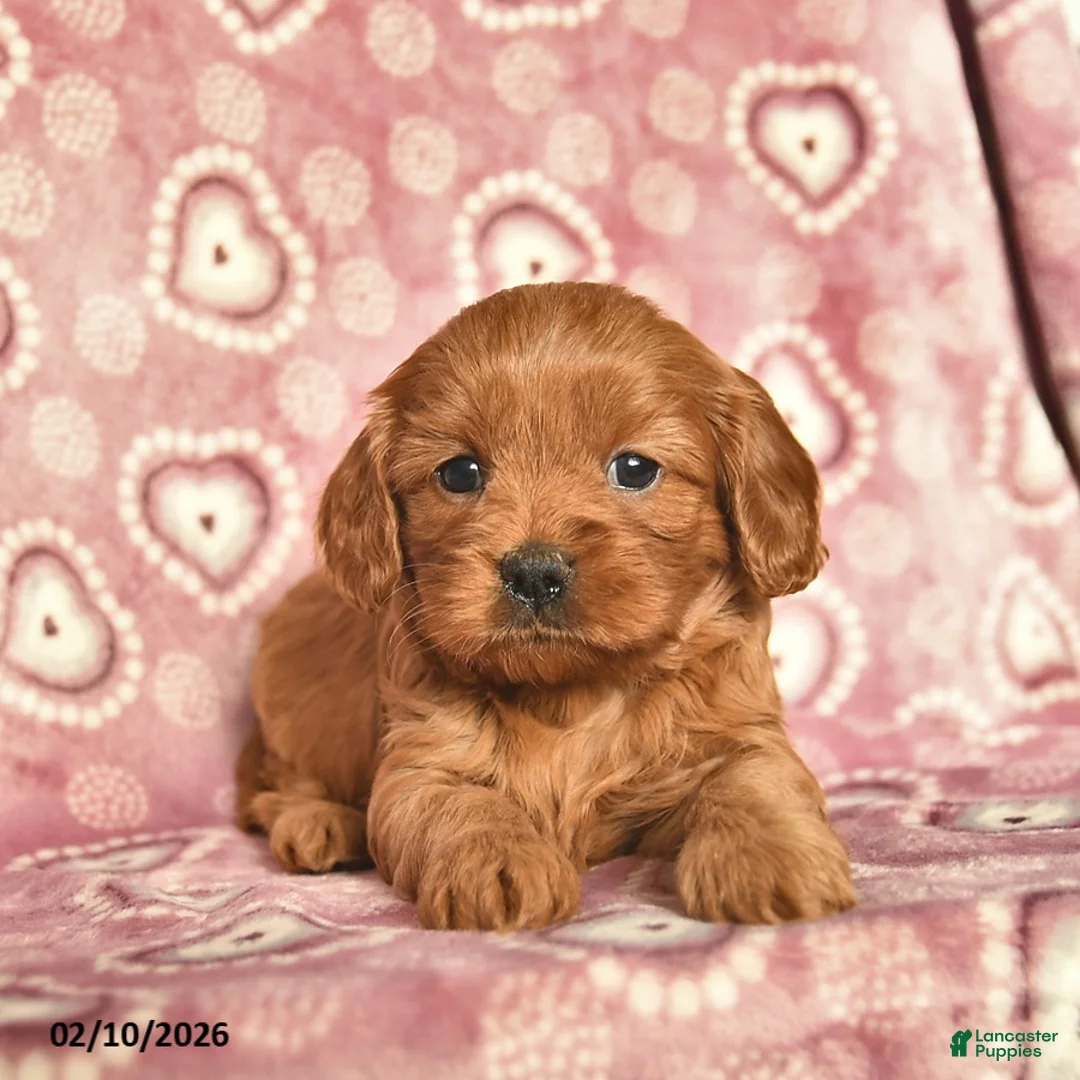 Cavapoo dogs for sale: Rose  - Ad 3