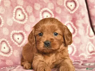 Cavapoo dogs Rose - Ad 33