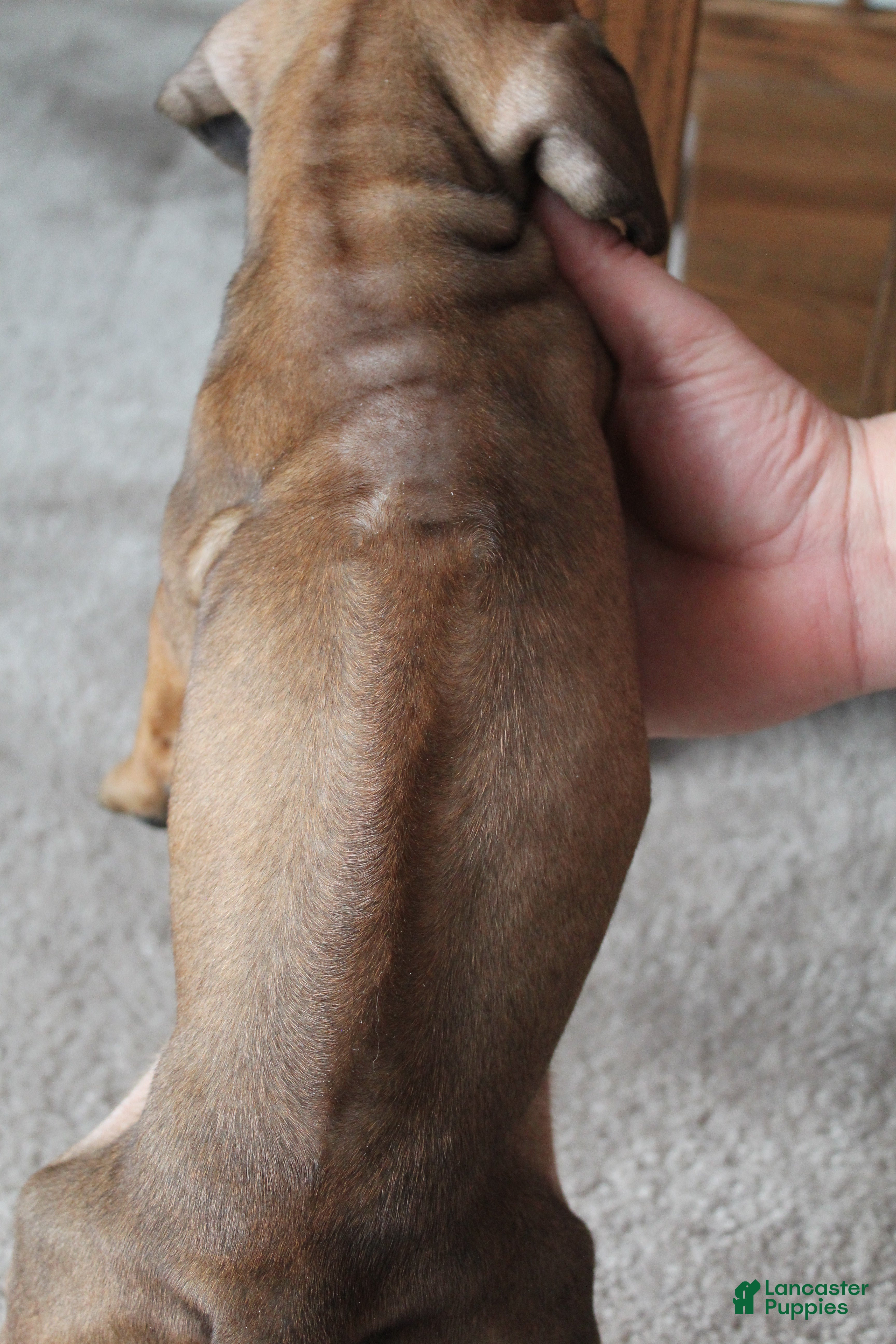 Rhodesian Ridgeback dogs Kaya - Ad 2