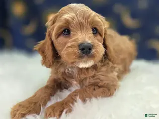 Cavapoo dogs Tundra - Ad 32