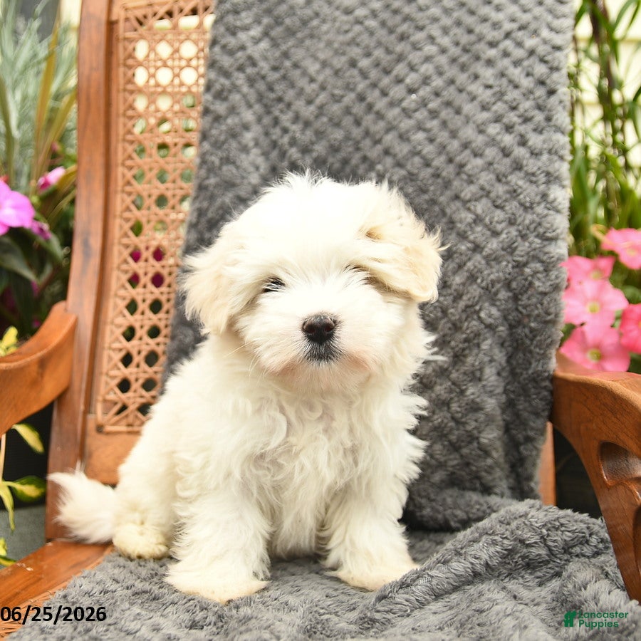 Maltipoo dogs Flora    - Ad 1