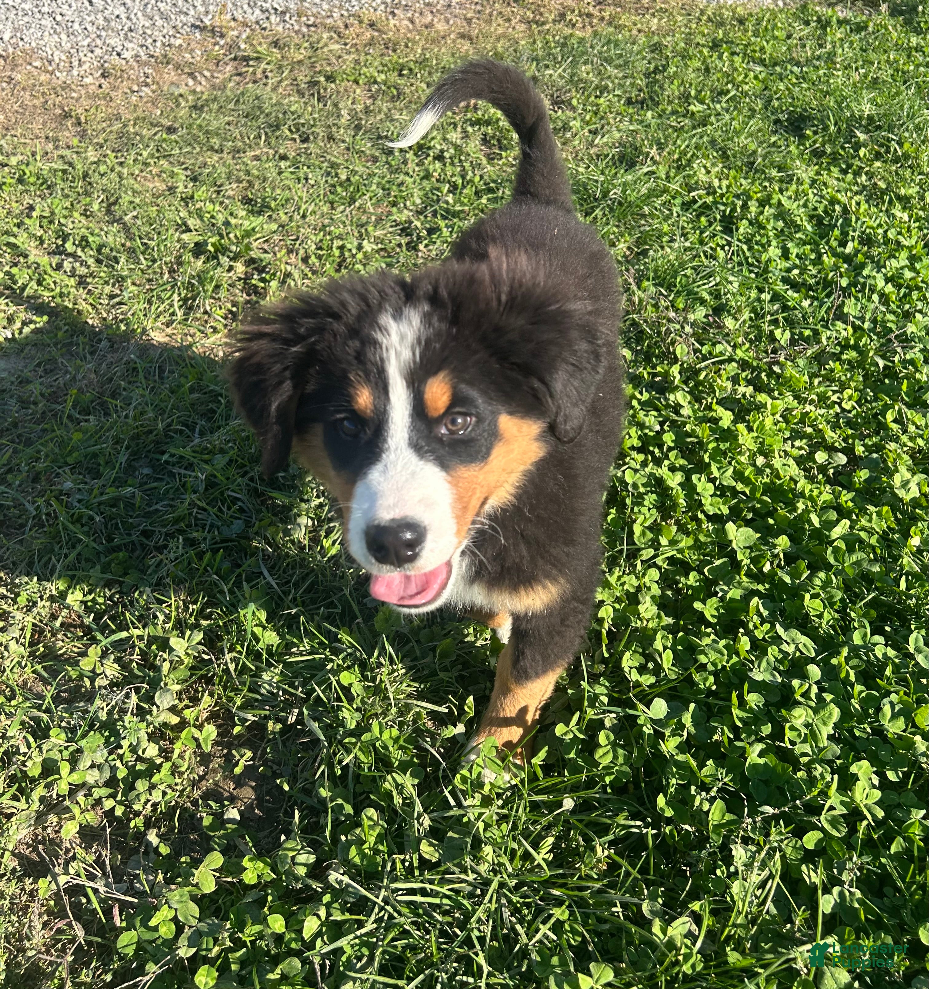 Penelope