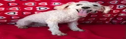 Toy Poodle dogs for sale: Mimi - Ad 10