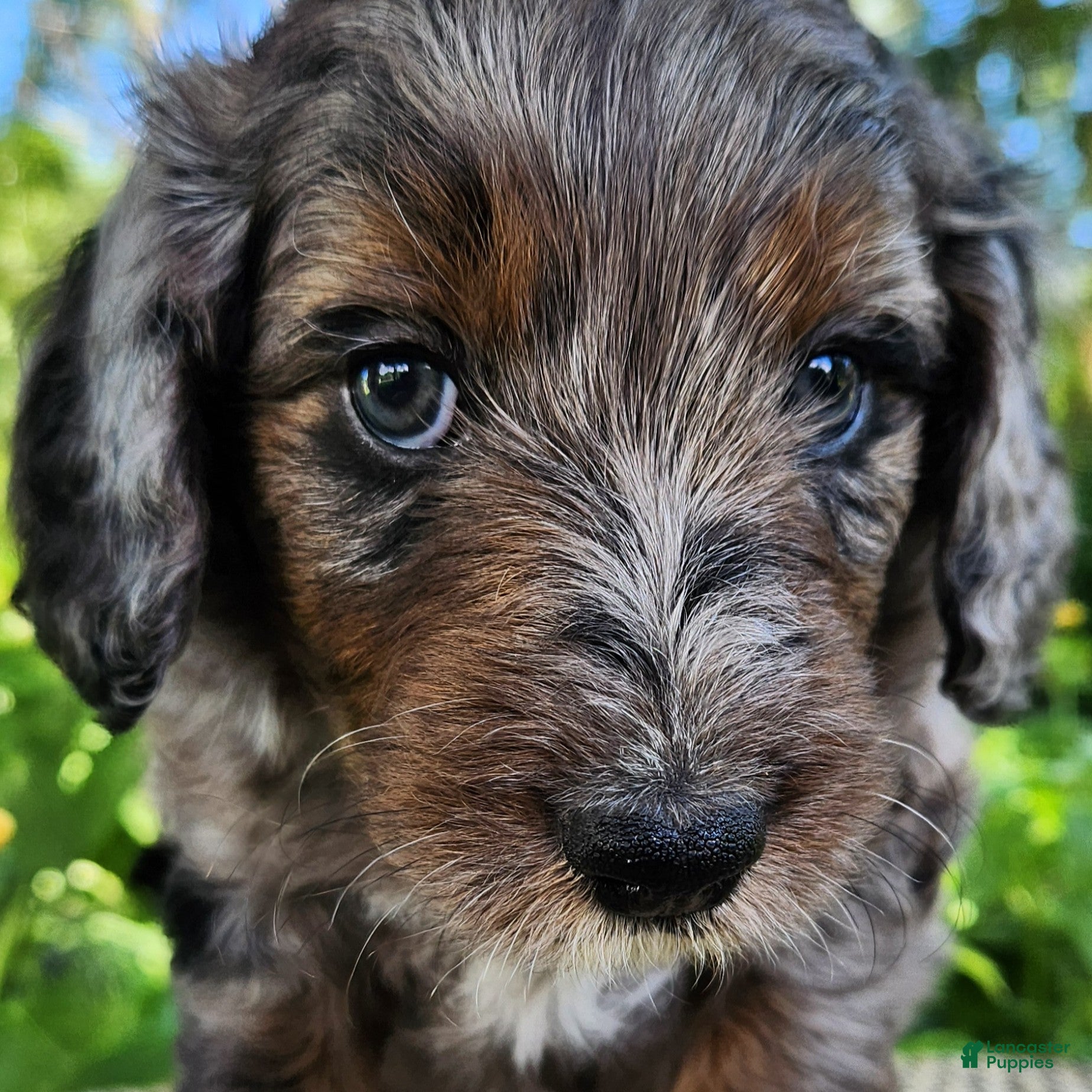 Mini Aussiedoodle dogs Daisy - Female - Blue Merle - Ad 1