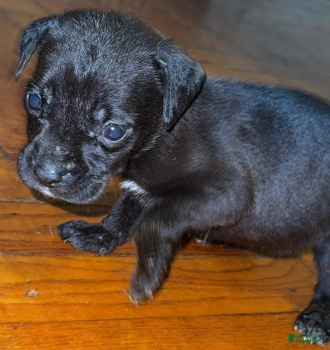 Mixed Breed dogs for sale: Mixed Breed 6 - Ad 2