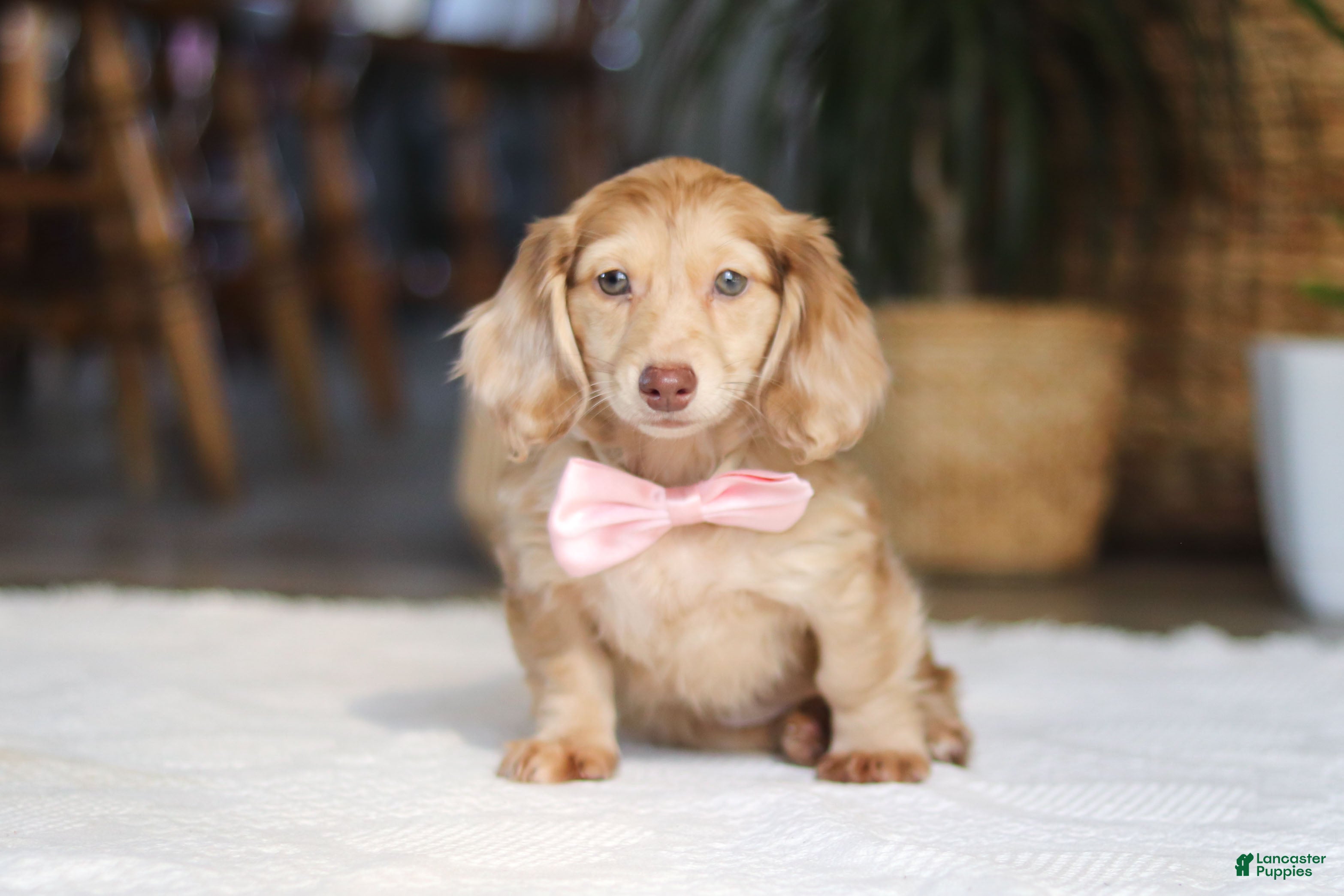 Miniature Dachshund dogs Schnitzel - Ad 1