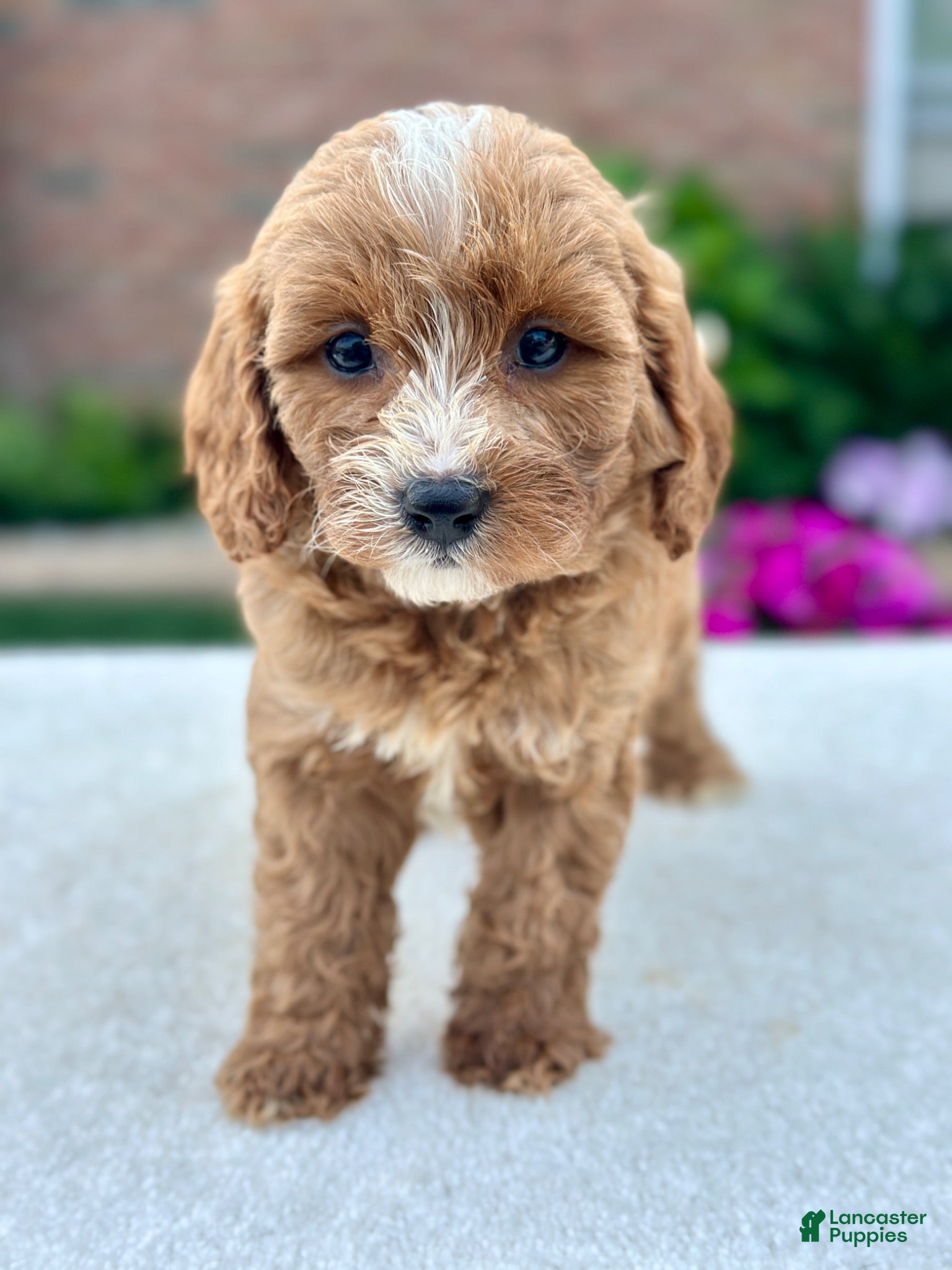 Cavapoo dogs Ross 104876 - Ad 2