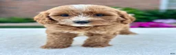 Cavapoo dogs for sale: Ross 104876 - Ad 2