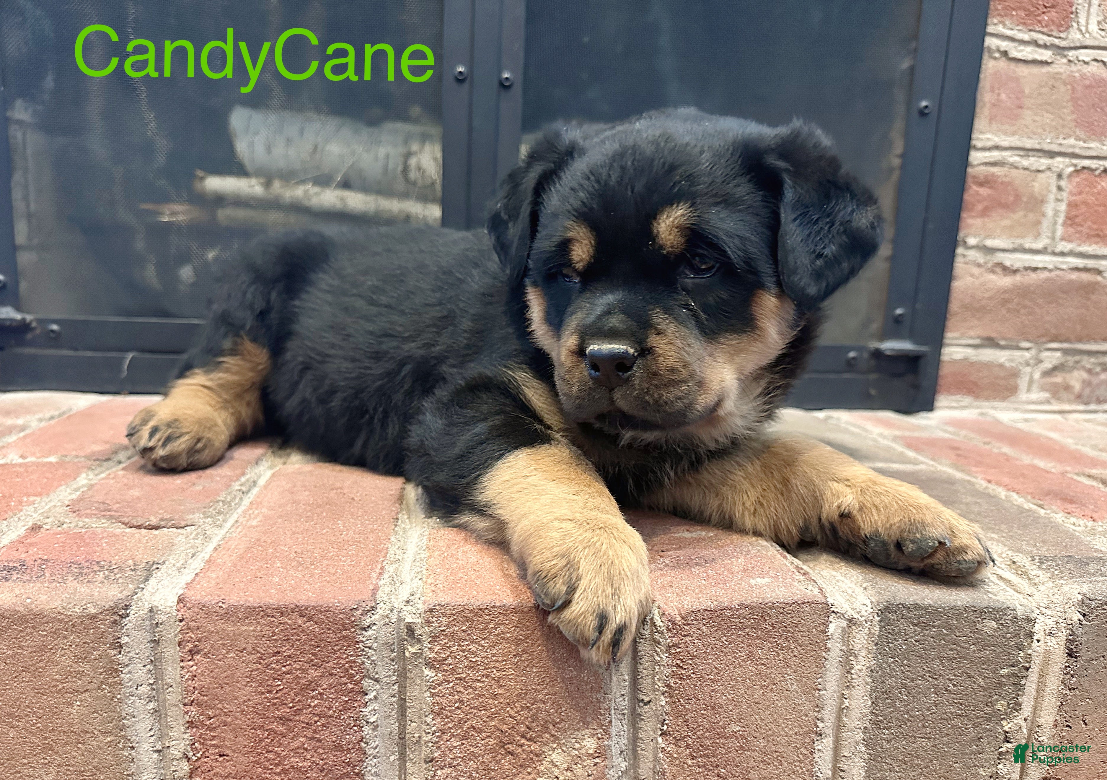 Rottweiler dogs CandyCane - Ad 16