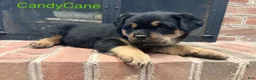 Rottweiler dogs for sale: CandyCane - Ad 1