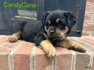 Rottweiler dogs for sale: CandyCane - Ad 2