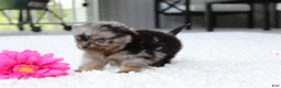 Pomeranian dogs for sale: Lexi - Ad 7