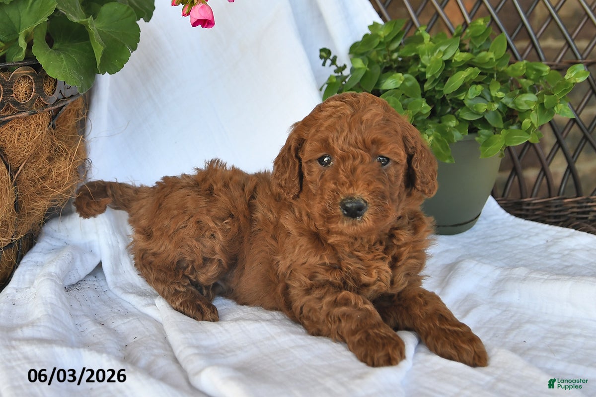 Mini Goldendoodle dogs Manny - Ad 2