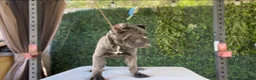 Cane Corso dogs for sale: Channel - Ad 6