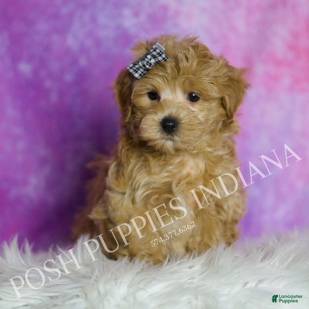 Maltipoo dogs Peep - Ad 36