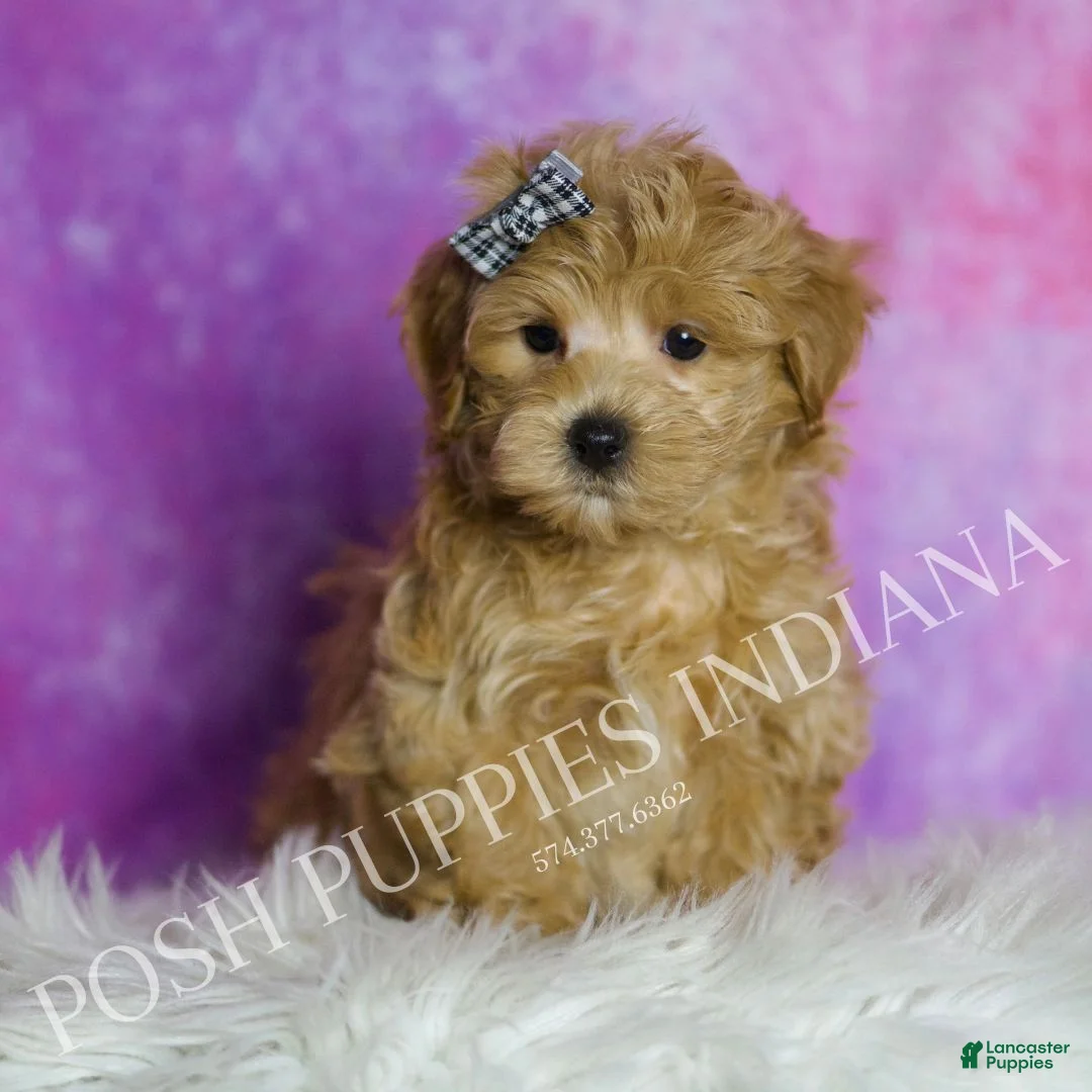 Maltipoo dogs for sale: Peep - Ad 1