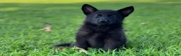 German Shepherd dogs for sale: Shadow - Ad 3