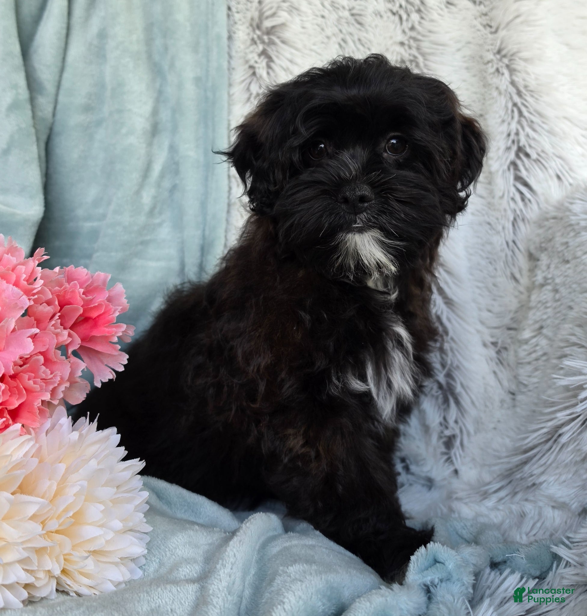 Shihpoo dogs Dawn - Ad 2