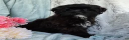 Shihpoo dogs for sale: Dawn - Ad 4