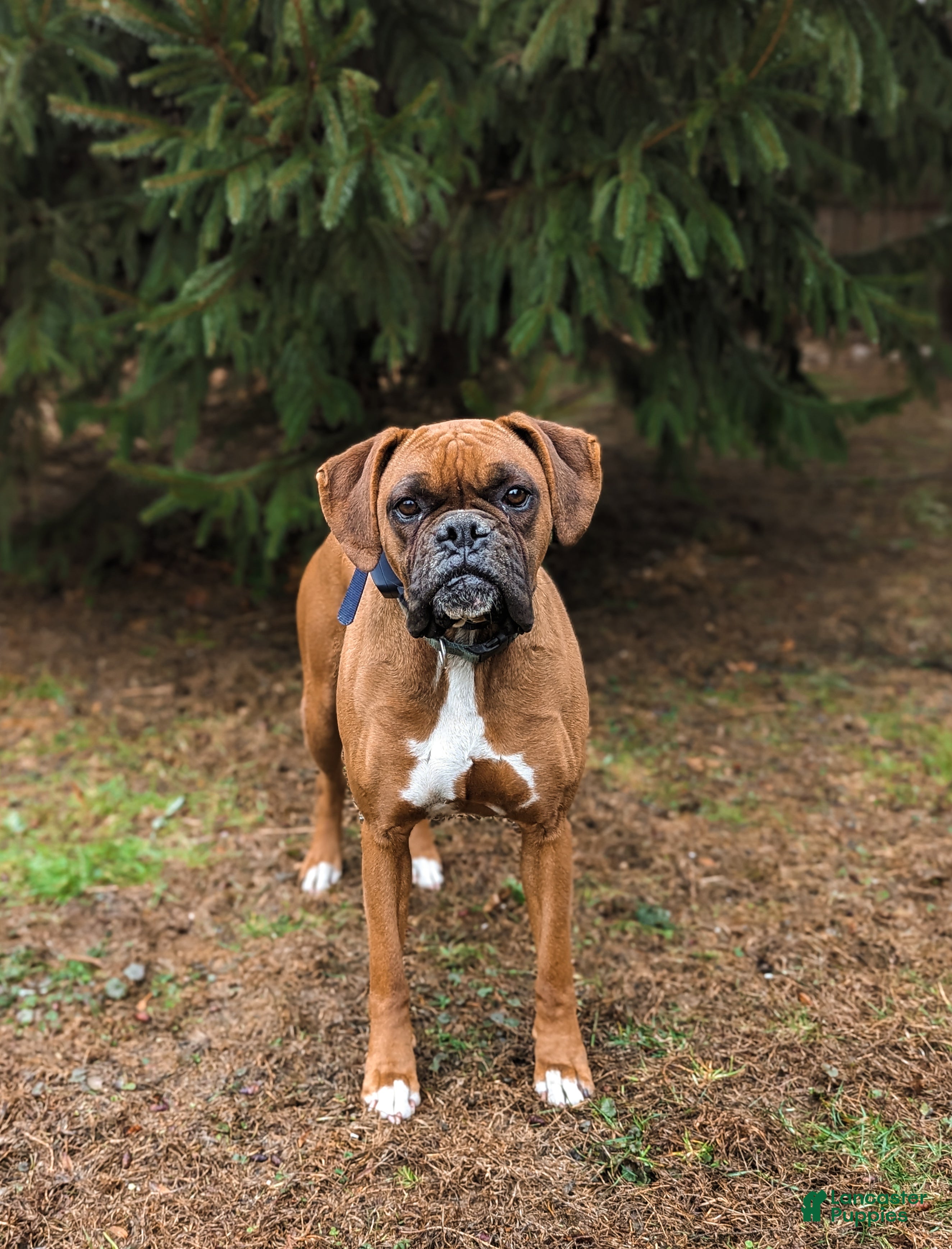 Boxer dogs Nashville - Ad 2