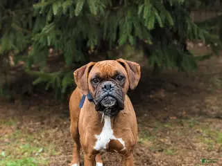 Boxer dogs Nashville - Ad 2