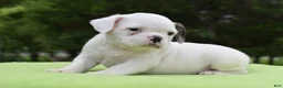 Mixed Breed dogs for sale: Milo f1b Frenchton hybrid  - Ad 26