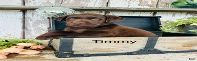 Timmy 