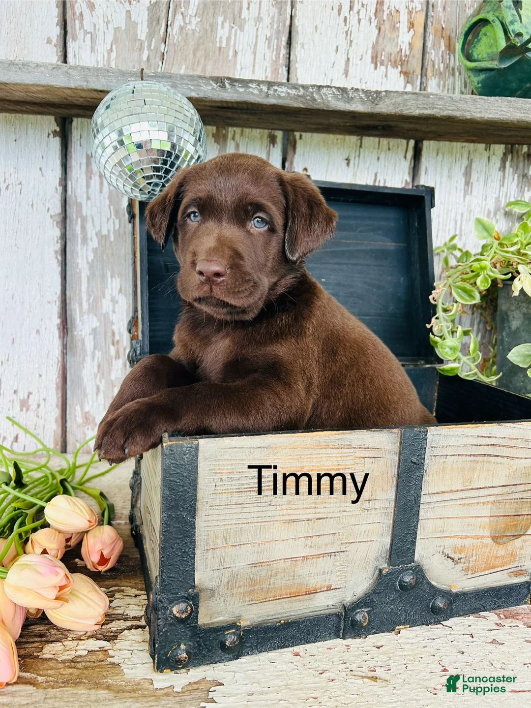 Labrador Retriever dogs for sale: Timmy  - Ad 1