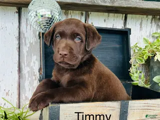 Labrador Retriever dogs for sale: Timmy - Ad 2