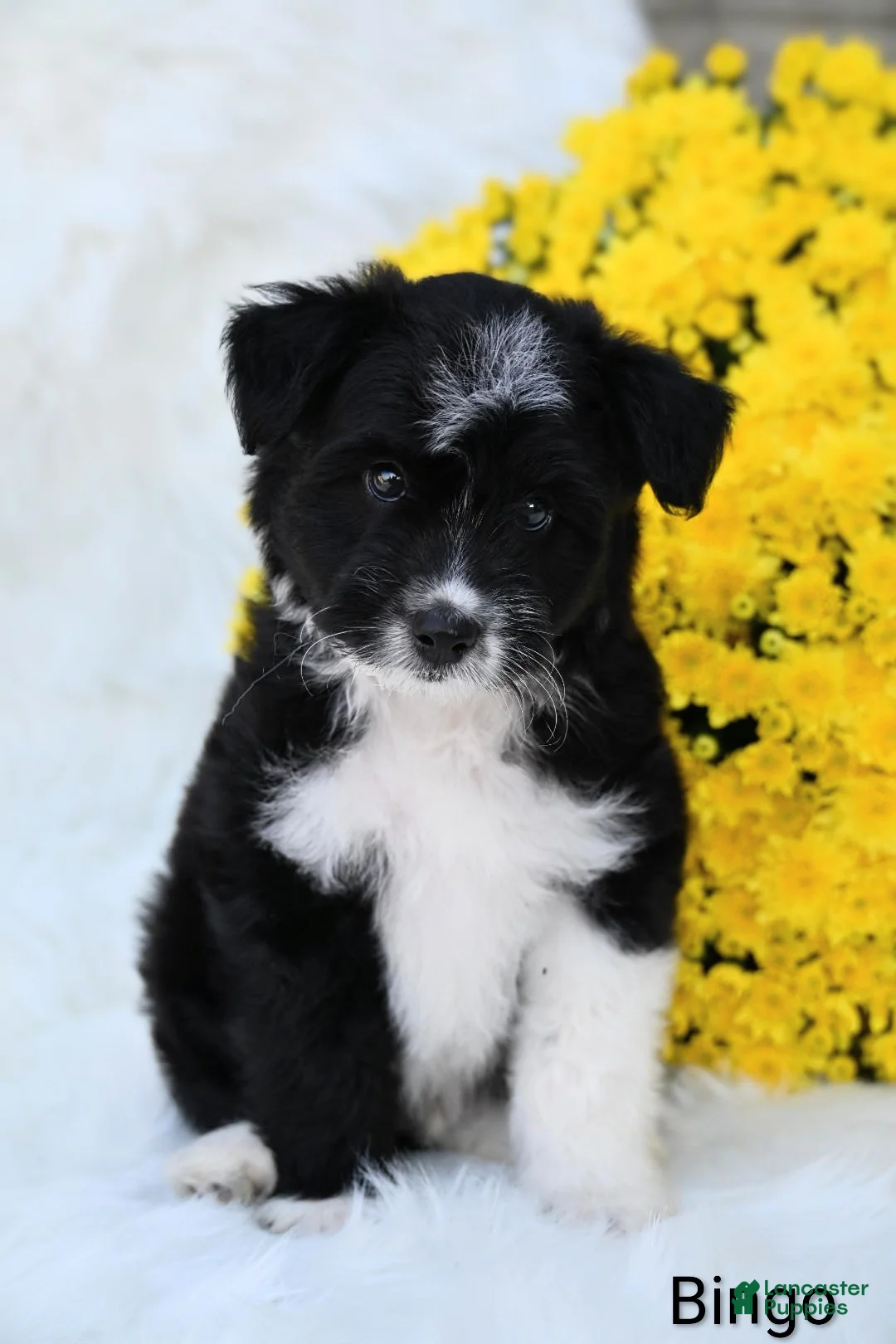 Mini Aussiedoodle dogs for sale: Bingo - Ad 2