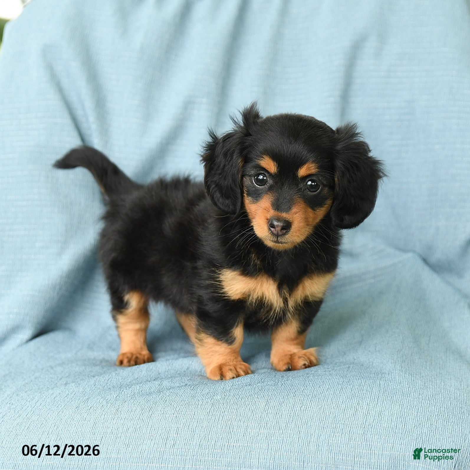 Miniature Dachshund dogs Polly - Ad 1
