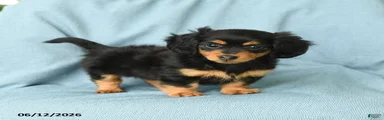 Polly