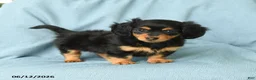 Miniature Dachshund dogs for sale: Polly - Ad 1