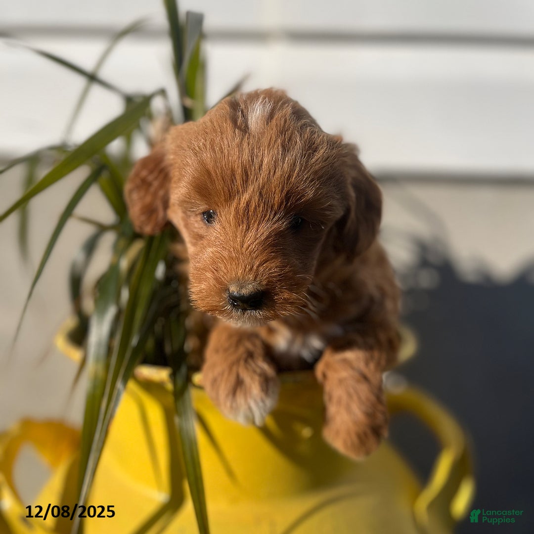 Mini Goldendoodle dogs for sale: Noel - Ad 3