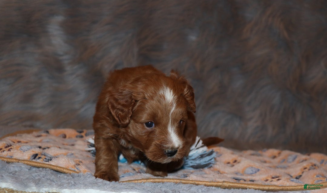 Mini Goldendoodle dogs for sale: Waylon 💙👨‍👨‍👧‍👦💞🐕 - Ad 10