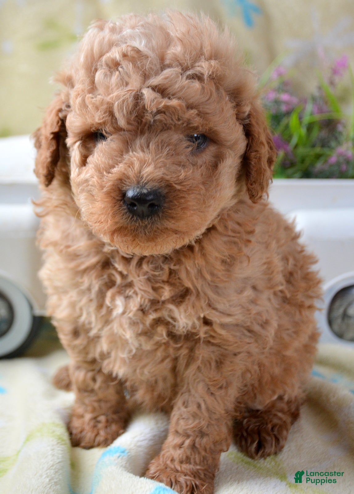 Mini Goldendoodle dogs Mini Goldendoodle Denver - Ad 7