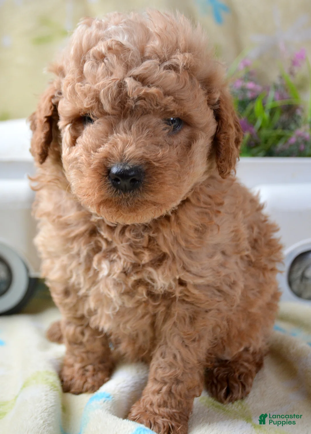 Mini Goldendoodle dogs for sale: Mini Goldendoodle Denver - Ad 1